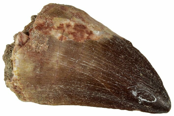 Fossil Mosasaur (Prognathodon) Tooth - Morocco #322635